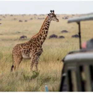 Entrañas Africanas