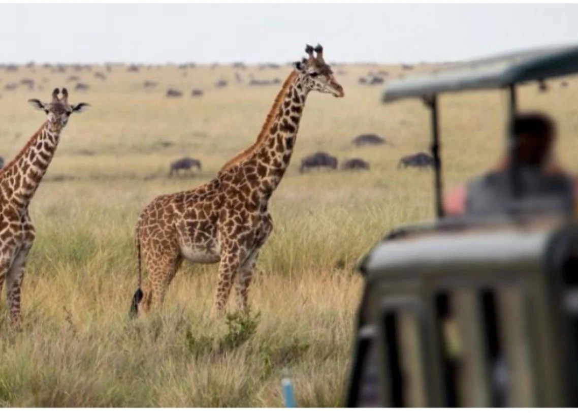 Entrañas Africanas