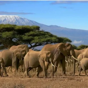 Tanzania Esencial