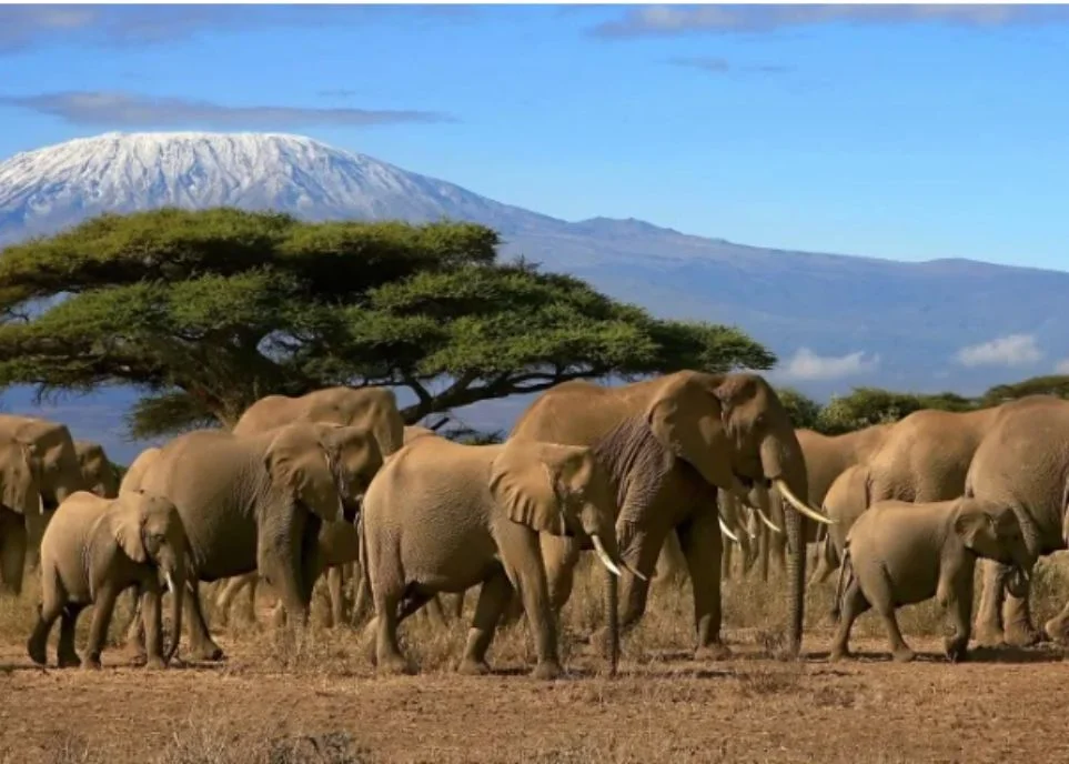 Tanzania Esencial
