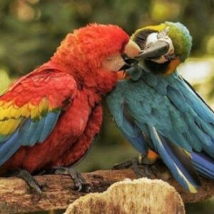 Putumayo El fin del Mundo