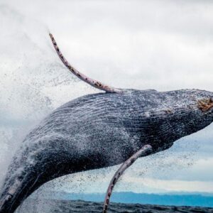 Canadá y Ballenas 2025 - 2026